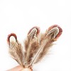 Happy Feather 100 pcs Natural Pheasant Plumage Feathers 2-3 Inches
