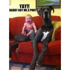 Funny Great Dane  refrigerator magnet 3 1/2 x 4 1/2 "
