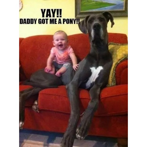 Funny Great Dane refrigerator magnet 3 1/2 x 4 1/2