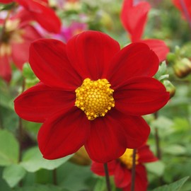 Outsidepride 1000 Seeds Annual Dahlia Mignon Red Flower Seeds for Planting