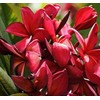 Tropical Hawaiian Plumeria Tree Plant Red Cutting Unrooted T7 Discount