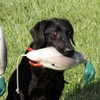 Dokken Mallard Dead Fowl