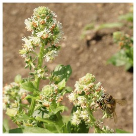 Everwilde Farms - 500 Sweet Mignonette Wildflower Seeds - Gold Vault Jumbo Seed Packet