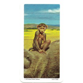 RED ROSE TEA CARD, SERIES: ANIMALS AND THEIR YOUNG, BABOON