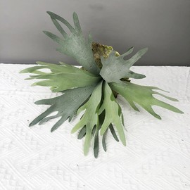Shirfloral 2 Pack Artificial Staghorn Fern Fake Succulent Plants Faux Frosted Greenery Antler Horn Grass Tropical Air Plant for Indoor or Outdoor Decoration