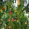 Jujube T607A (2) Lang Jujube Tree 8" Cuttings For Grafting
