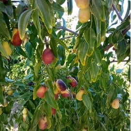 Jujube T607A (2) Lang Jujube Tree 8" Cuttings For Grafting ScionWood/Scio