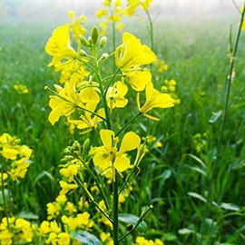 Trifecta Power Blend Mustard Seeds by Mighty Mustard - 25 Lb Bulk - Non-GMO, Open Pollinated Farm & Garden Cover Crop Seeds