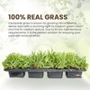 SodPods® Centipede Grass Plugs for Lawn Repair, 3" x 3"