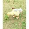 HEZHUO Poultry Diapers - Waterproof, Adjustable, Washable and Reusable for