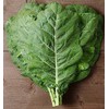 Vates Collard Seeds - Blue-Green Cabbage-Like Delicious Leaves