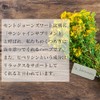 Lipsa C-215-2 St. Johns Wort, Approx. 3 Month Supply x