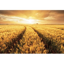 Renaiss 7x5ft Gold Wheat Field Backdrop for Photoshoot Golden Sunshine Clouds Barley Field Photography Background Yellow Ears of Wheat Cornfield Banner Photo Booth Props Harvest Nature Party Decors