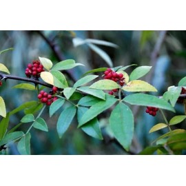 Zanthoxylum planispinum | Winged Prickly Ash | Bamboo-leaf | 10_Seeds