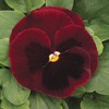 Outsidepride Pansy Mammoth Big Red - 50 Seeds
