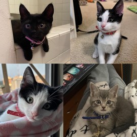 White XXS Dog Collar with Bell,Cat Collar with Bell,Soft Pu Leather Puppy Collar Adjustable Buckle for XXS Extra Small Medium Tiny Male Boys Pets Puppy Kitten Yorkie Chihuahua XXSmall