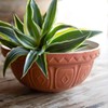 Mason Cash The Greenhouse S24 (2 Qt) Mixing Bowl |