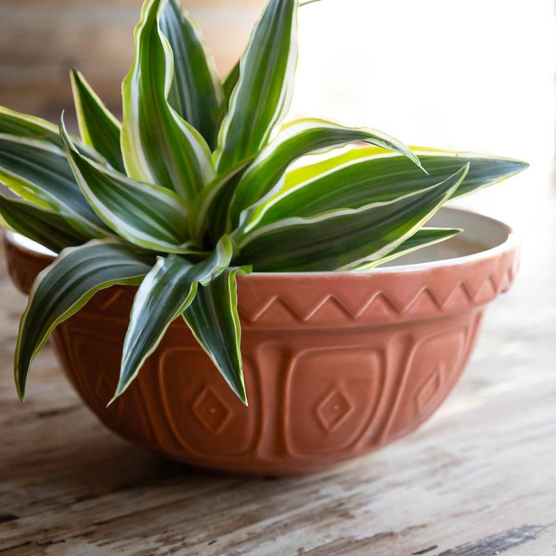 Mason Cash The Greenhouse S24 (2 Qt) Mixing Bowl |