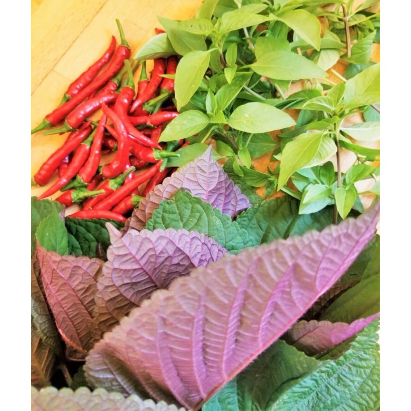 TomorrowSeeds Vietnamese Perilla (Shiso) Seeds | La Tía Tô Asian