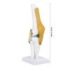 Oumefar Life Size Human Scientific Functional Anatomically Correct Knee Joint