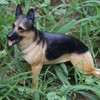 Artificial Shepherd Model Plastic Dog Figure Micro Landscape Simulation Dog