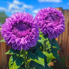 150+ Rare Sunflower Seeds for Planting Giant Teddy Bear Sunflowers Non-GMO Heirloom Seeds for Home Garden Outdoors - Attracts Pollinators