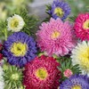 22Day Seeds: Seeds Aster Pompon Mix/Annual Flowers