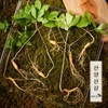 (Hyundai Hmall) Myunggailpum Gangwon-do Native Mountain Ginseng Gift Set 5-6