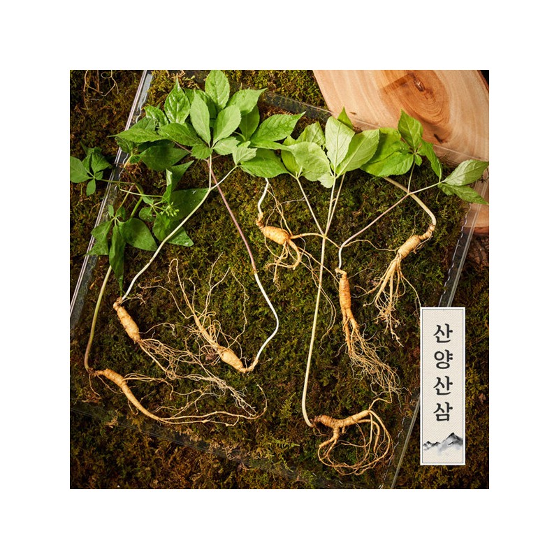 (Hyundai Hmall) Myunggailpum Gangwon-do Native Mountain Ginseng Gift Set 5-6