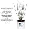 2 Gallon Proven Winners Hibiscus White Pillar Shrub