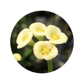 Lutea Dwarf Crown of Thorns Live Plant Euphorbia Pastel Yellow Flower Cactus-Like Succulent Starter Size 4 Inch Pot Emerald R