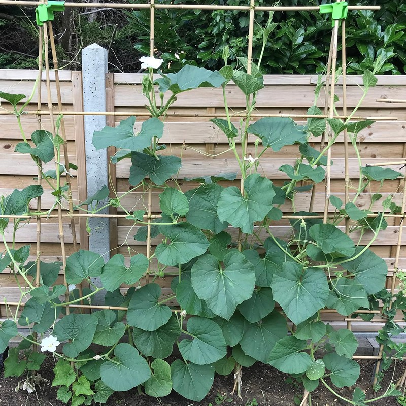 Plant Stakes 4.8FT, Natural Bamboo Stakes, HAINANSTRY 20Pcs Sturdy Bamboo