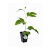 Passiflora 'Frederick' - Edible Purple Passion Flower Fruit Vine -