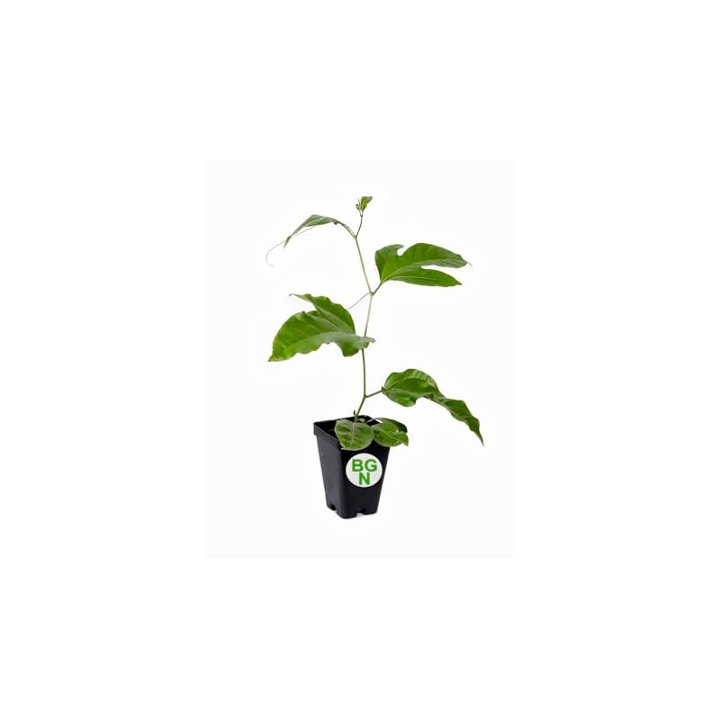 Passiflora 'Frederick' - Edible Purple Passion Flower Fruit Vine -