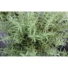 Irodoriya Rosemary, 0.5 oz (15 g), Edible Fresh Herbs, Made