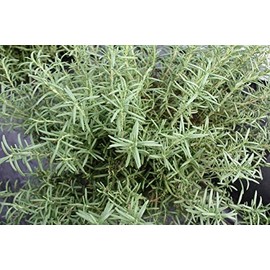 Irodoriya Rosemary, 0.5 oz (15 g), Edible Fresh Herbs, Made in Wakayama Prefecture