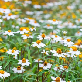 Eden Brothers Zinnia Seeds - Linearis Mix, Non-GMO Seeds for Planting, Packet | Low-Maintenance Flower Seeds, Plant During Spring, Zones 3, 4, 5, 6, 7, 8, 9, 10