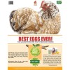 Pampered Chicken Mama Best Eggs Ever! All Natural Nesting Herbs