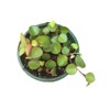 Live Succulents Plants Peperomia Ruby Cascade (3" Pot)