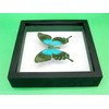 asiahouse24 A Real Exotic Prepared Butterfly in Picture Frame Wall