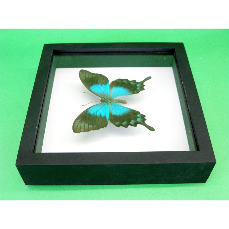 asiahouse24 A Real Exotic Prepared Butterfly in Picture Frame Wall