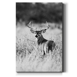 Renditions Gallery Buck in Field Wall Art, Black & White Deer, Animal Artwork, Portrait Decor, Hunting Decorations, Premium Gallery Wrapped Canvas, Ready to Hang, 8 in H x 12 in W, Made in America