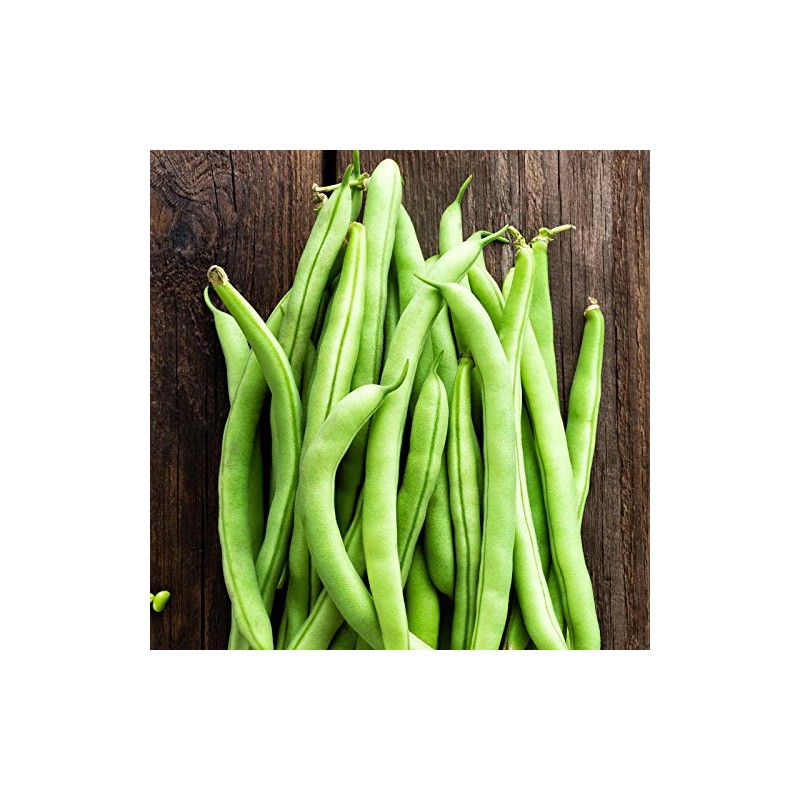 Contender Bush Bean Seeds - 1 Lb - Non-GMO, Heirloom