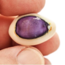 Set of 24 Select Purple Top Money Cowrie Shells Seashells 1/2-1" Shellcraft Cypraea Moneta Crafts - Not Drilled