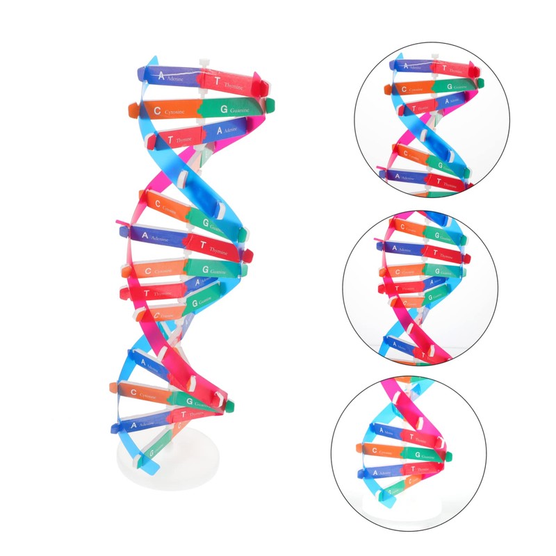 BESPORTBLE Self Assembling DNA Model Kit Interactive Science Educational Tool