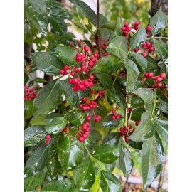 Tree Live Sichuan Pepper Tree 1Yr+  Old, Zanthoxylum simulans, Lot of 3. 花椒树苗