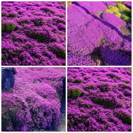 Red Creeping Thyme Seeds Ground Cover Plant Seeds Perennial- Non-GMO Heirloom Flower Creeping Thyme Seeds for Planting