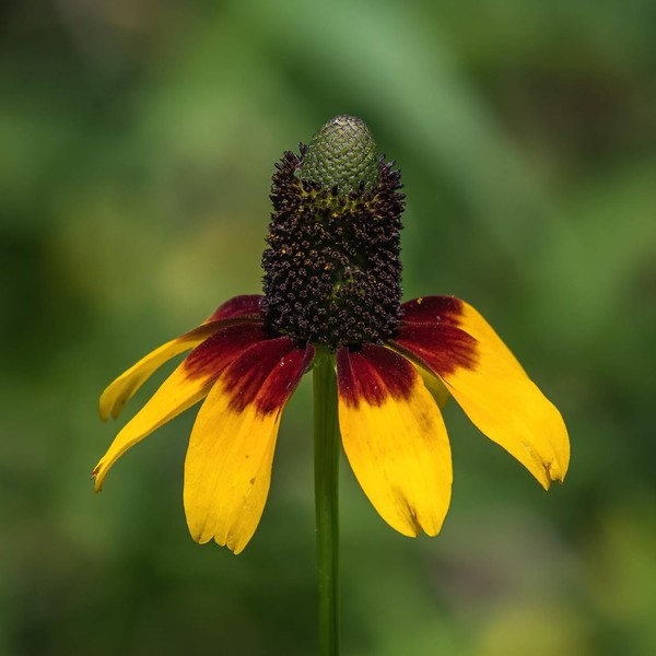 5000 Clasping Coneflower Seeds for Planting 3 Grams of Seeds