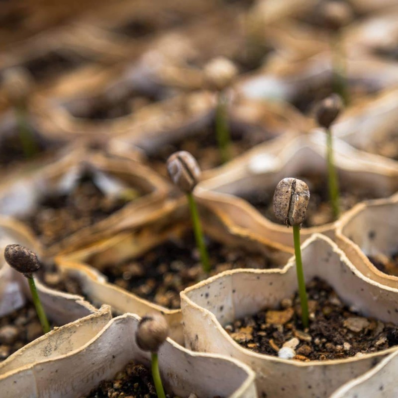 Low Espresso 75% Caffeine (Whole Bean, 500 g)