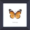 The Plain Tiger Butterfly (Danaus chrysippus) | Framed Beautiful Butterfly